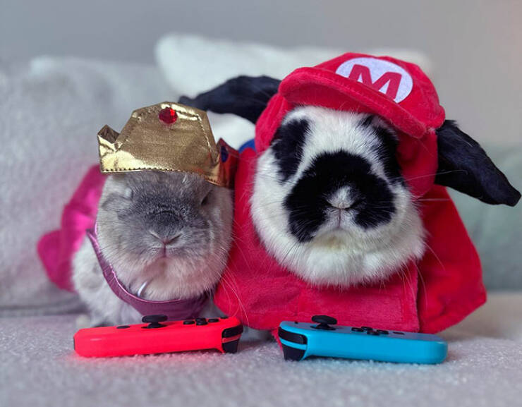 Times Pets Nailed Halloween Costumes: A Furry Fashion Show