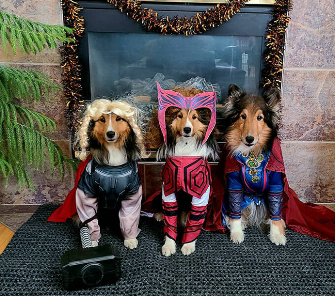 Times Pets Nailed Halloween Costumes: A Furry Fashion Show