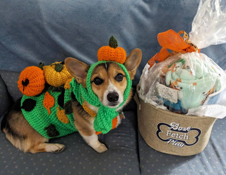 Times Pets Nailed Halloween Costumes: A Furry Fashion Show