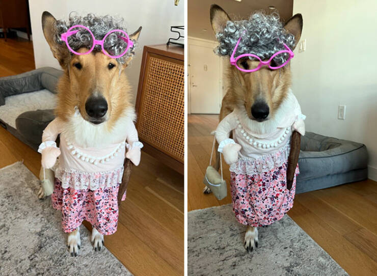 Times Pets Nailed Halloween Costumes: A Furry Fashion Show