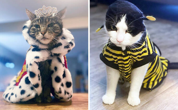 Times Pets Nailed Halloween Costumes: A Furry Fashion Show