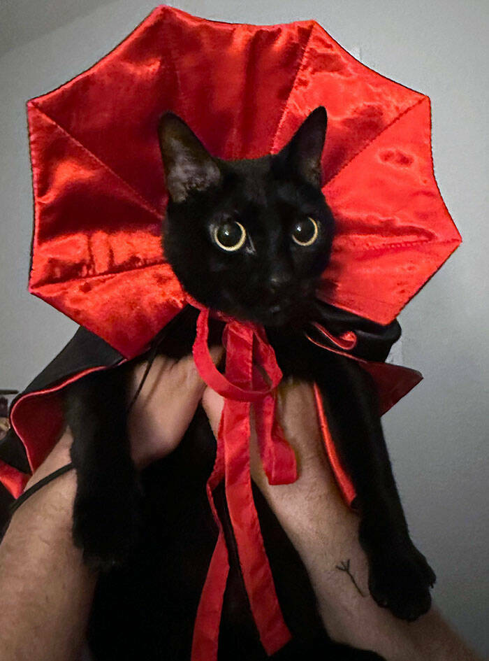 Times Pets Nailed Halloween Costumes: A Furry Fashion Show