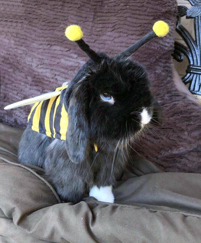 Times Pets Nailed Halloween Costumes: A Furry Fashion Show