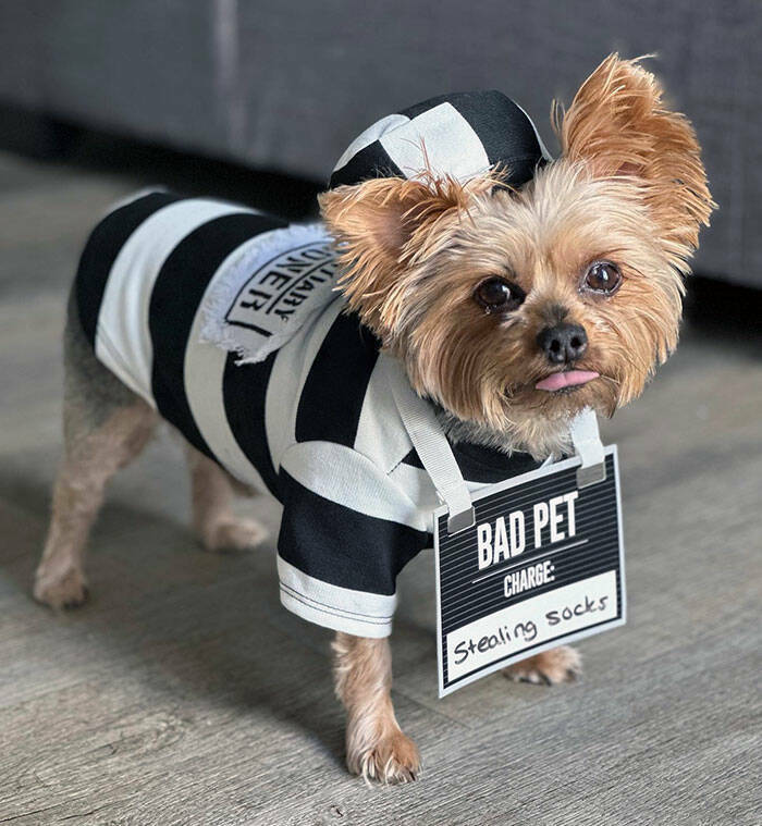 Times Pets Nailed Halloween Costumes: A Furry Fashion Show