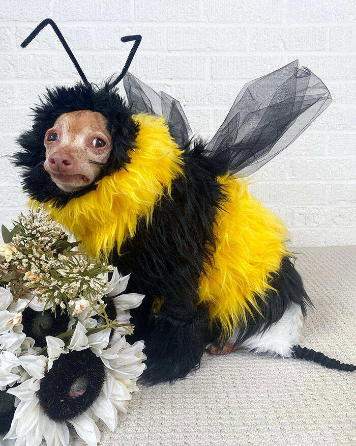 Times Pets Nailed Halloween Costumes: A Furry Fashion Show