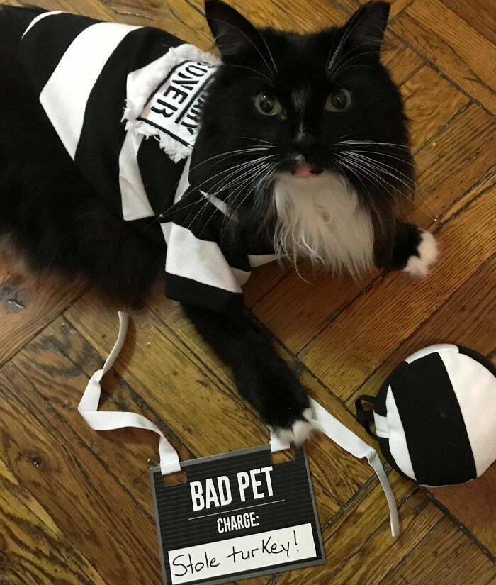 Times Pets Nailed Halloween Costumes: A Furry Fashion Show