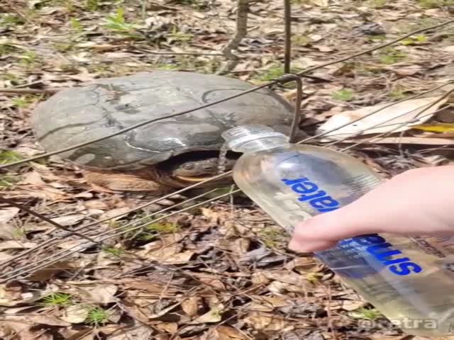 A Turtle That Will Give You A Boost Of Energy