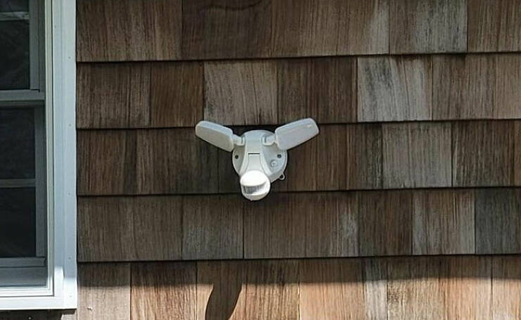 Pareidolia Wonders: Captivating And Unforeseen Instances