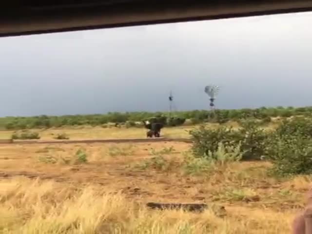 A Baby Water Buffalo Attacks An Elephant, But Its Mother Quickly Takes It Away