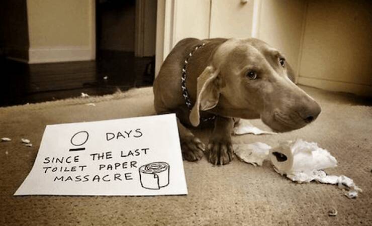 Tails Of Laughter: Dog Memes To Brighten Your Day Tails Of Laughter: Dog Memes To Brighten Your Day