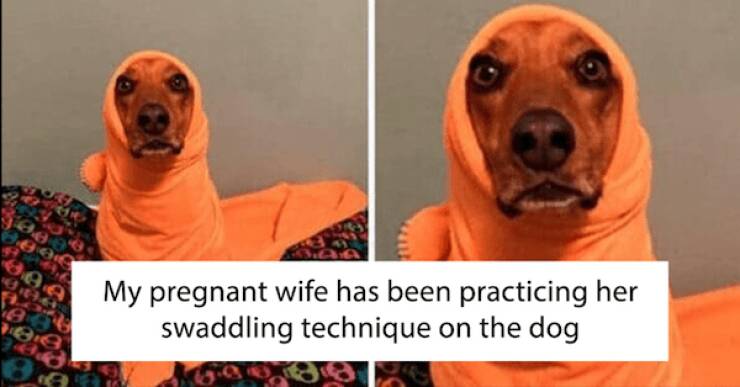 Tails Of Laughter: Dog Memes To Brighten Your Day Tails Of Laughter: Dog Memes To Brighten Your Day