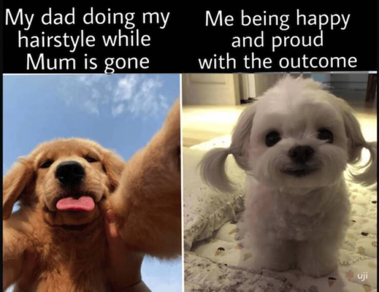 Tails Of Laughter: Dog Memes To Brighten Your Day Tails Of Laughter: Dog Memes To Brighten Your Day