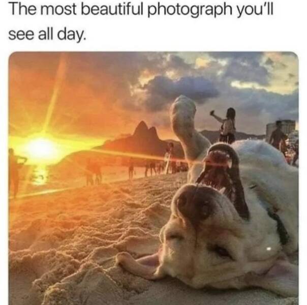 Tails Of Laughter: Dog Memes To Brighten Your Day Tails Of Laughter: Dog Memes To Brighten Your Day