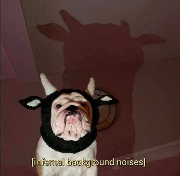 Tails Of Laughter: Dog Memes To Brighten Your Day Tails Of Laughter: Dog Memes To Brighten Your Day