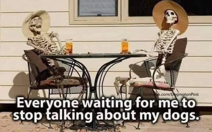 Tails Of Laughter: Dog Memes To Brighten Your Day Tails Of Laughter: Dog Memes To Brighten Your Day