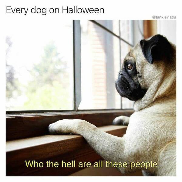 Tails Of Laughter: Dog Memes To Brighten Your Day Tails Of Laughter: Dog Memes To Brighten Your Day