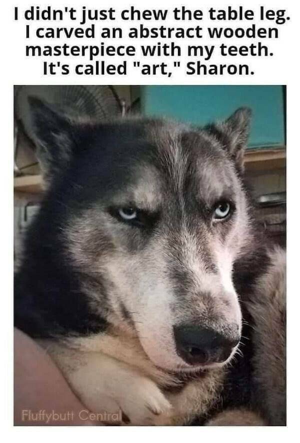 Tails Of Laughter: Dog Memes To Brighten Your Day Tails Of Laughter: Dog Memes To Brighten Your Day