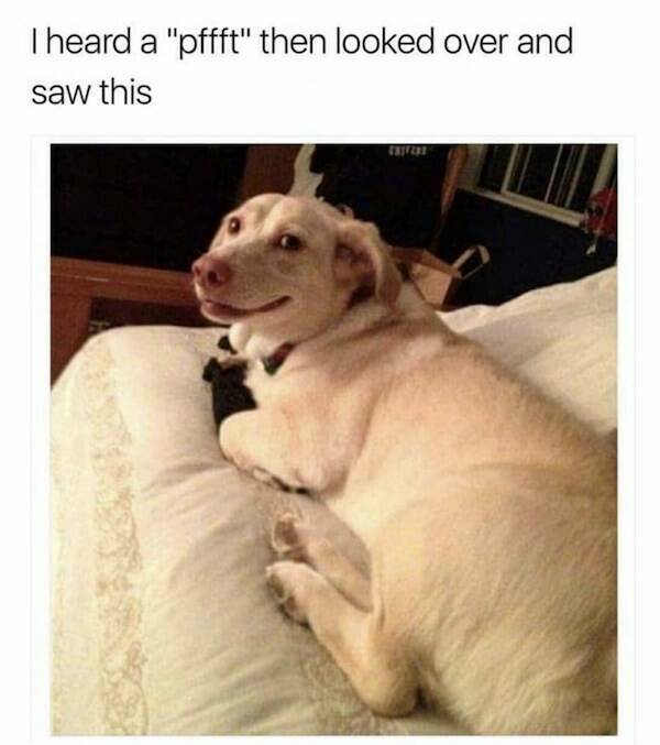 Tails Of Laughter: Dog Memes To Brighten Your Day