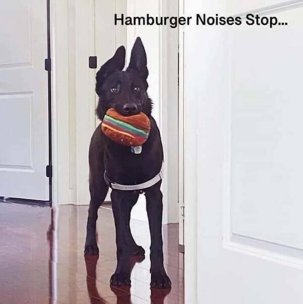 Tails Of Laughter: Dog Memes To Brighten Your Day