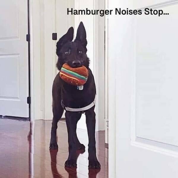 Tails Of Laughter: Dog Memes To Brighten Your Day Tails Of Laughter: Dog Memes To Brighten Your Day