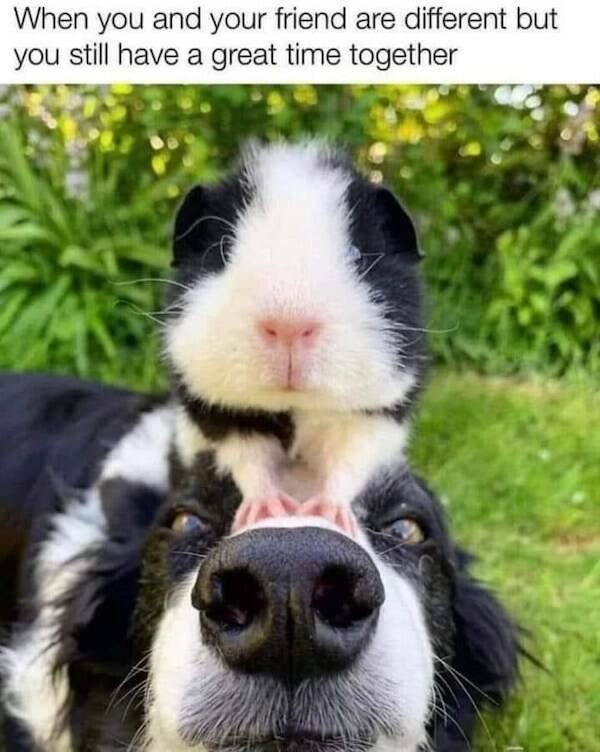 Tails Of Laughter: Dog Memes To Brighten Your Day Tails Of Laughter: Dog Memes To Brighten Your Day