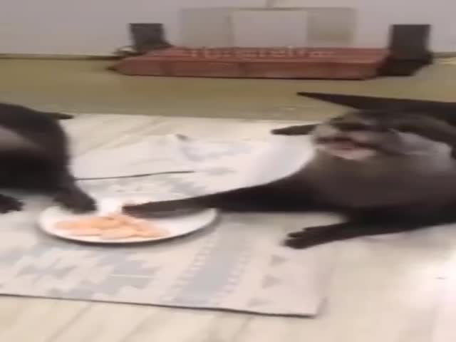 Otters Eat Shrimp