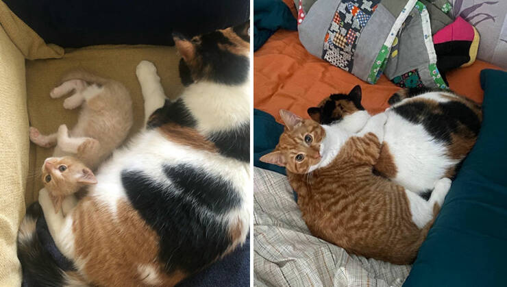 Kitten To Cat: Charming Side-by-Side Cat Comparisons