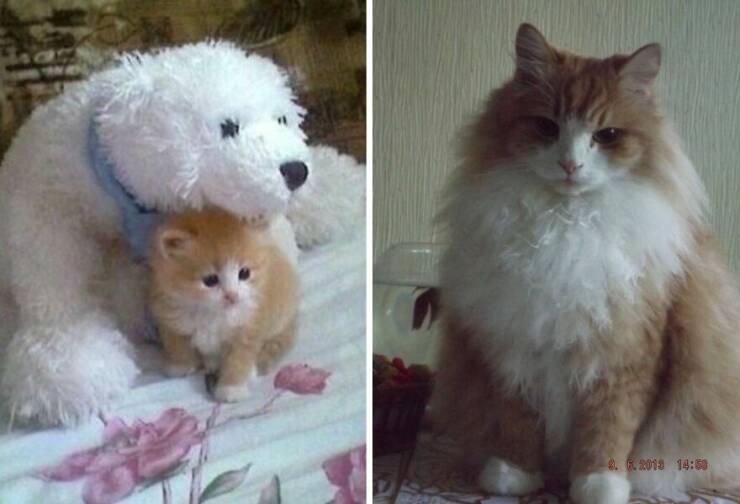 Kitten To Cat: Charming Side-by-Side Cat Comparisons