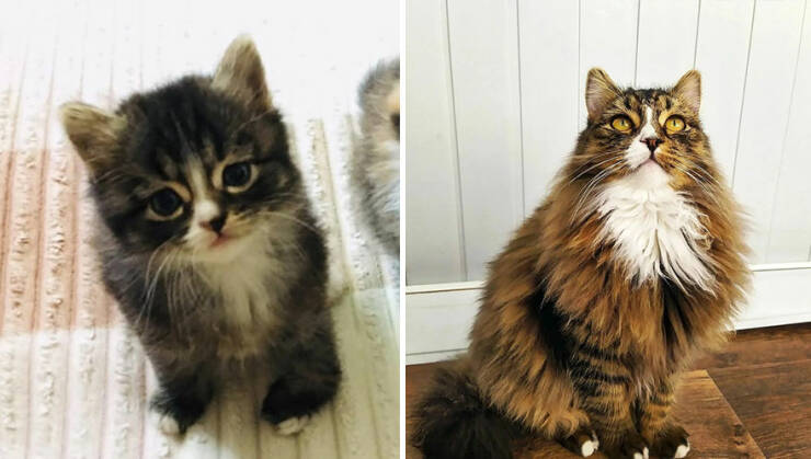 Kitten To Cat: Charming Side-by-Side Cat Comparisons