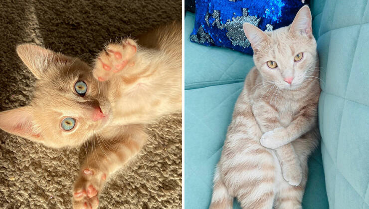 Kitten To Cat: Charming Side-by-Side Cat Comparisons