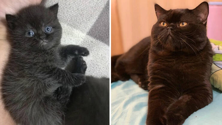 Kitten To Cat: Charming Side-by-Side Cat Comparisons