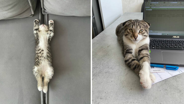 Kitten To Cat: Charming Side-by-Side Cat Comparisons