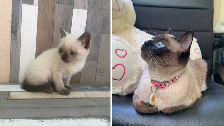 Kitten To Cat: Charming Side-by-Side Cat Comparisons