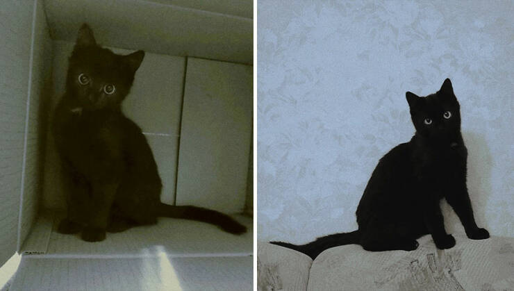 Kitten To Cat: Charming Side-by-Side Cat Comparisons