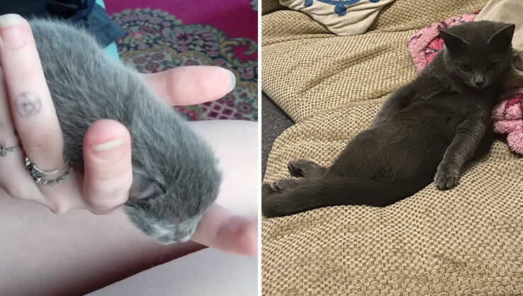 Kitten To Cat: Charming Side-by-Side Cat Comparisons