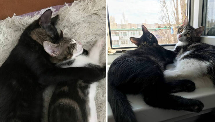 Kitten To Cat: Charming Side-by-Side Cat Comparisons