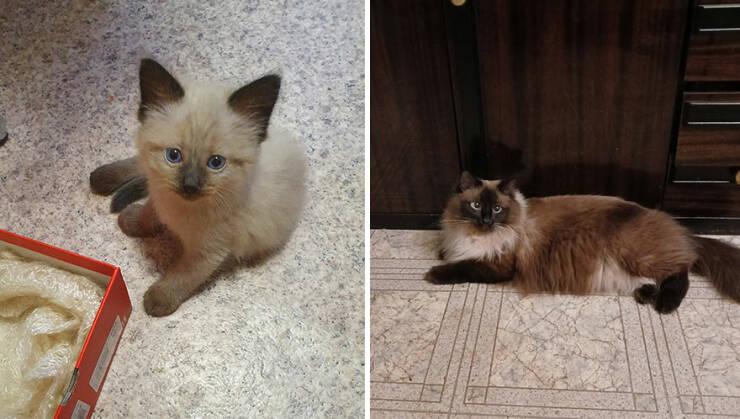 Kitten To Cat: Charming Side-by-Side Cat Comparisons