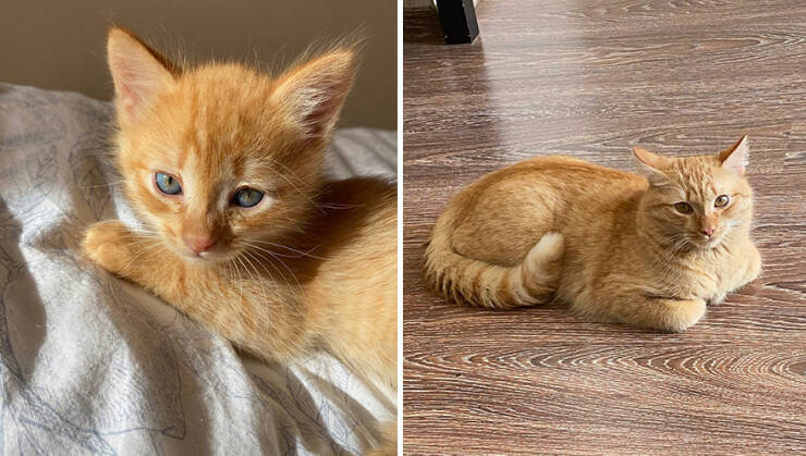 Kitten To Cat: Charming Side-by-Side Cat Comparisons