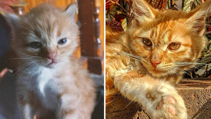 Kitten To Cat: Charming Side-by-Side Cat Comparisons