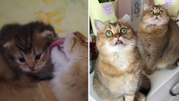 Kitten To Cat: Charming Side-by-Side Cat Comparisons