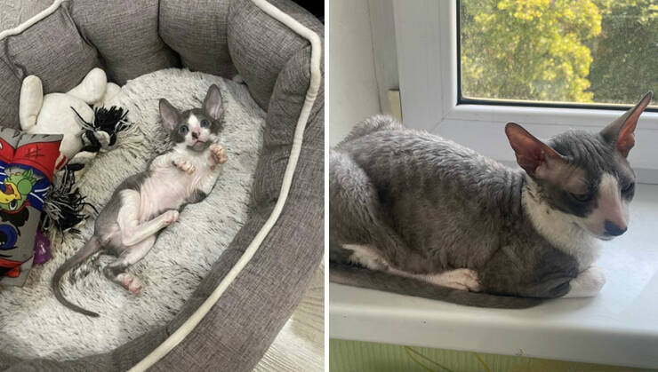 Kitten To Cat: Charming Side-by-Side Cat Comparisons