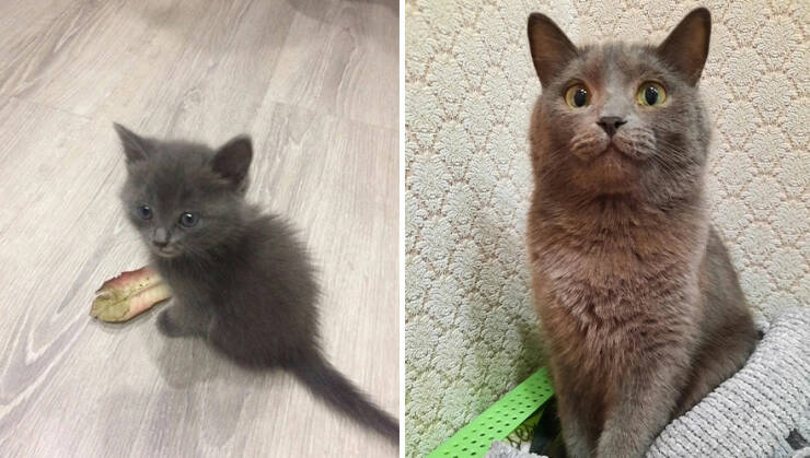 Kitten To Cat: Charming Side-by-Side Cat Comparisons