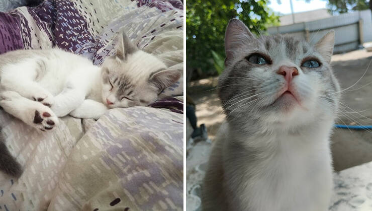 Kitten To Cat: Charming Side-by-Side Cat Comparisons