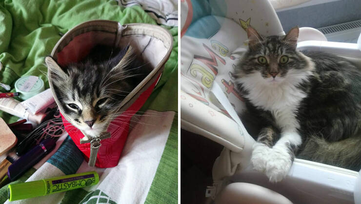 Kitten To Cat: Charming Side-by-Side Cat Comparisons