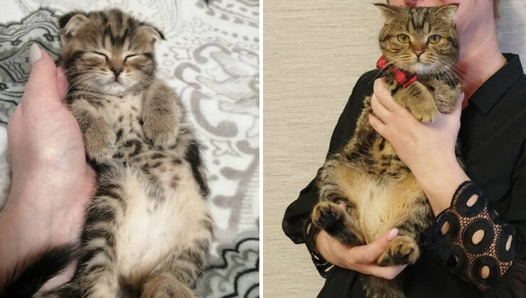 Kitten To Cat: Charming Side-by-Side Cat Comparisons