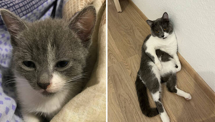 Kitten To Cat: Charming Side-by-Side Cat Comparisons