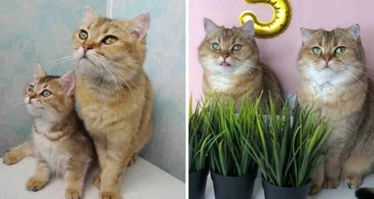 Kitten To Cat: Charming Side-by-Side Cat Comparisons