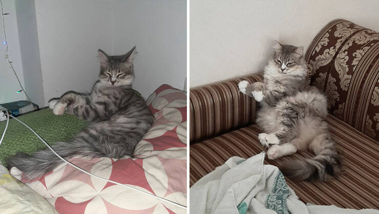 Kitten To Cat: Charming Side-by-Side Cat Comparisons