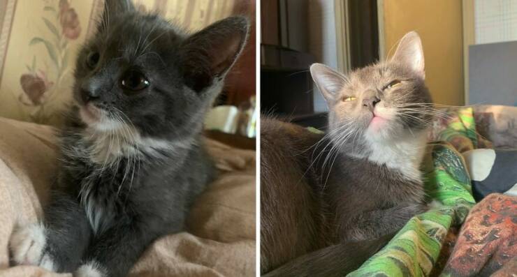 Kitten To Cat: Charming Side-by-Side Cat Comparisons