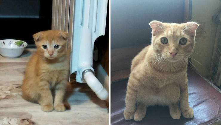 Kitten To Cat: Charming Side-by-Side Cat Comparisons